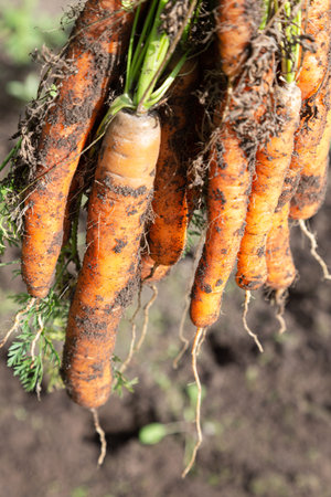 Freshly harvested carrots close up. Nutrition vegetarian. Harvest at fall