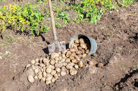 Freshly dug organic potatoes at the vegetable garden. Potato harvest on the field. Harvest. Autumnの写真素材
