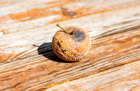 Rotten apple lie on a wooden table close upの写真素材