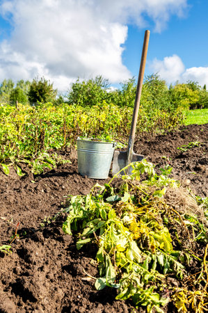 Harvesting organic potatoes in metal bucket and shovel at the vegetable garden in sunny day. Potato harvested on the plantationの写真素材