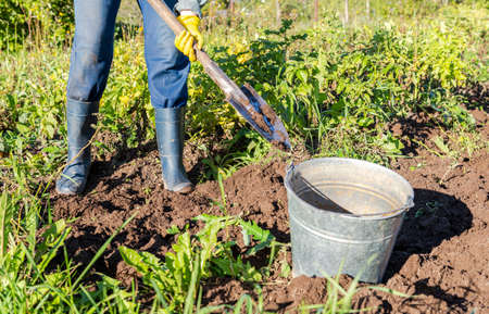Harvesting organic potatoes in metal bucket and shovel at the vegetable garden. Potato harvested on the plantationの写真素材