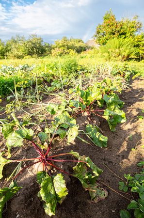 Beetroot grows at the vegetable garden in summer sunny day