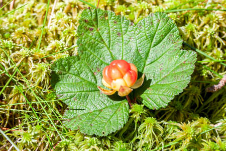 Cloudberry growing on swamp in summer. Fresh wild berry in the mossの写真素材