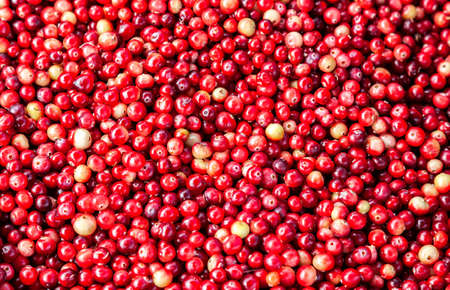 Natural background from freshly harvested red cranberryの写真素材