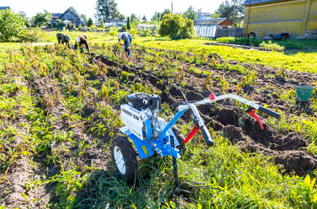Borovichi, Russia - September 10, 2022: Harvesting potatoes with a walk-behind tractor. Walk-behind tractor works on harvesting potatoes. Walk-behind tractor Neva for the agricultural worksのeditorial素材