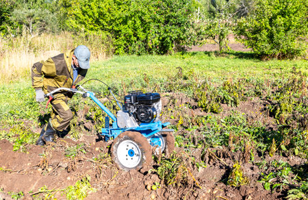Borovichi, Russia - September 10, 2022: Man farmer working in field on harvesting potatoes with walk-behind tractorのeditorial素材