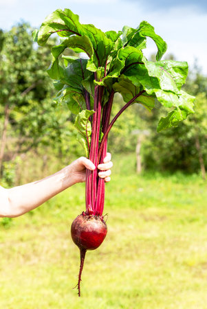 Big fresh organic beet in the woman hand on a green natural unfocused background in sunny dayの写真素材