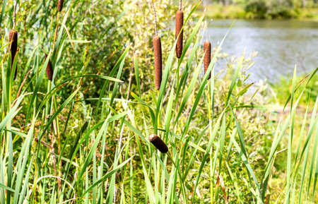 Bulrushes, or cattails on the forest lake in sunny day