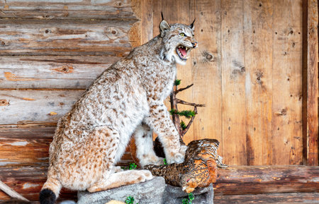 Stuffed wild lynx with a partridge in its paws on the porch of a wooden houseの写真素材