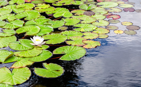 White water lily flower with big green leaves on the water surfaceの写真素材