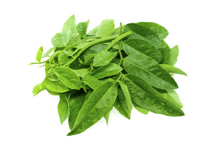 Asian Greens - Sauropus androgynusの写真素材