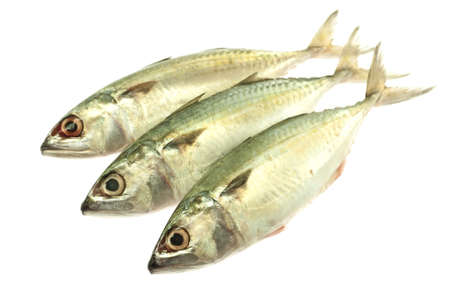 Indian Mackerelの写真素材