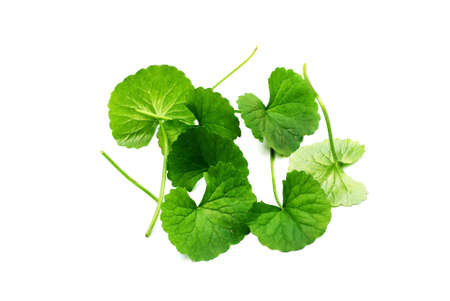 Indian Pennywortの写真素材