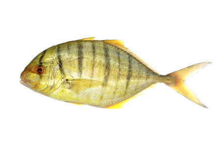 Golden Travelly - Gnathanodon speciosusの写真素材