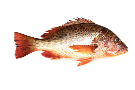 Mangrove Jack Snapper - Lutjanus argentimaculatuの写真素材