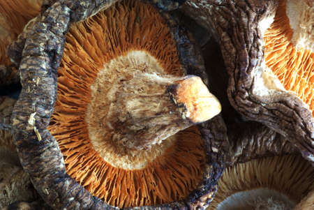 Dried Shiitake Mushroomsの写真素材