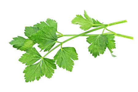 Flat Leaf Parsleyの写真素材