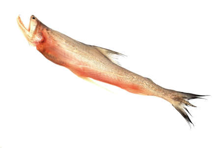 Bombay duck  - Harpadon nehereusの写真素材