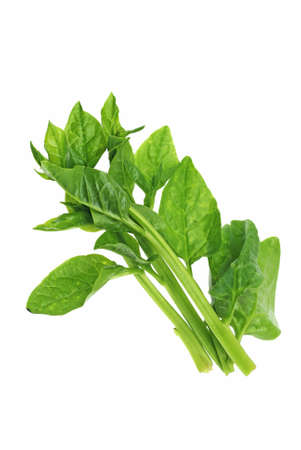 Ceylon Spinachの写真素材