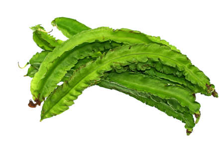 Winged (Goa) Beansの写真素材