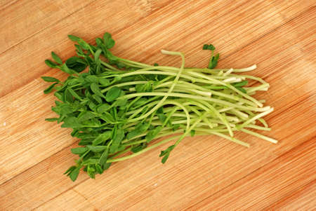 Micro Sprouts on Wooden Surfaceの写真素材