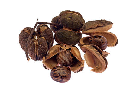 Rubber Seeds & Pods - Hevea brasiliensisの写真素材