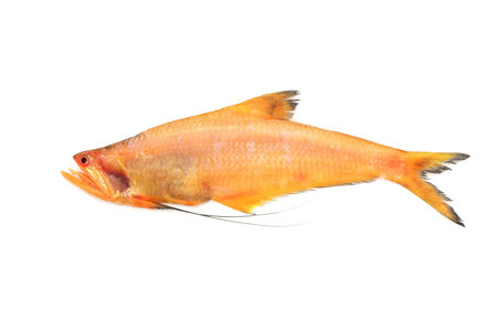 Deep Sea Red Fish - popular seafood in Asia