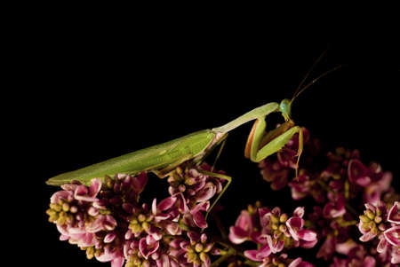 Praying Mantis on the Prowlの写真素材