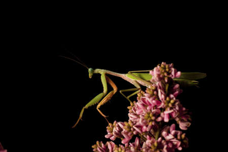 Praying Mantis Poised To Fly Awayの写真素材