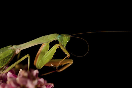Praying mantis Cleaning Feelers