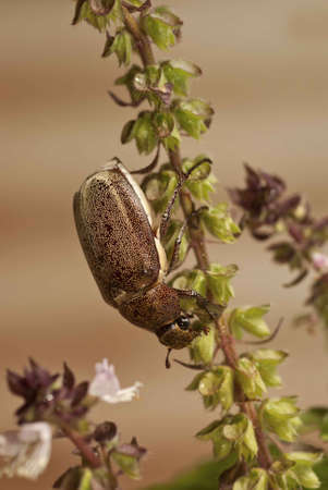 Large Brown Cockchafer on a Sprig of Holy Basil Flowerの写真素材
