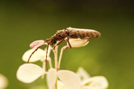 Flat Face Long Horned Beetle - Cerambycidae sp の写真素材