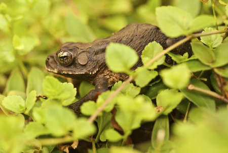 Brown Common Toad on Forest Floorの写真素材