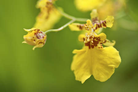 Golden Shower Orchid Flowers- Oncidium Orchidの写真素材
