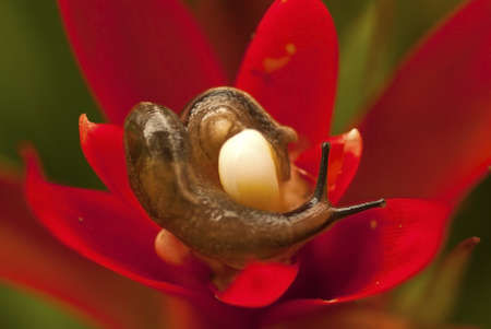 Common Garden Slug on Wild Ginger Flowerの写真素材