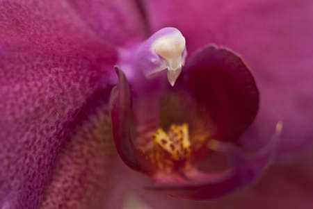 Phalaenopsis - Purple Moth Orchidの写真素材