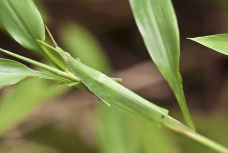 Slant Faced Grasshopper - Acrida ungarica (Herbst, 1786)の写真素材