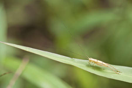 Golden Field Cricket - Tettigoniidae spの写真素材