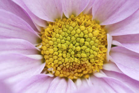 Close up of a Daisy Flowerの写真素材