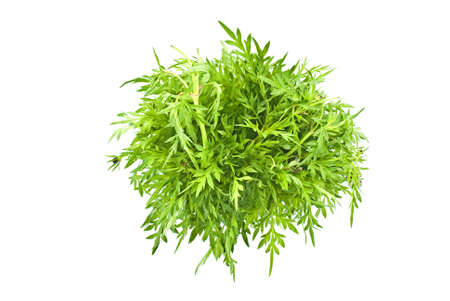 King's Salad or Ulam Rajah- Cosmos cautadusの写真素材