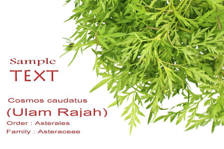 King's Salad or Ulam Rajah - Cosmos cautadus with Copy Spaceの写真素材