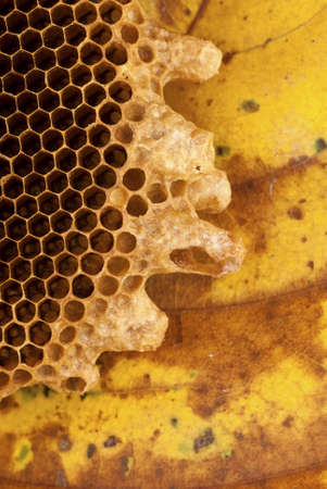 Honey Bee Hiveの写真素材