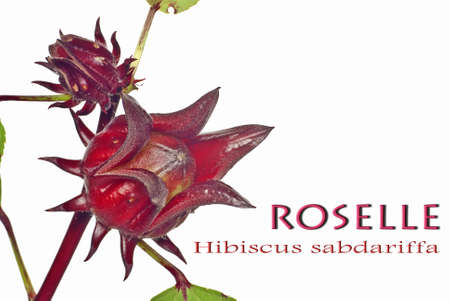 Roselle Fruit - Hibiscus sabdariffa on White Backgroundの写真素材