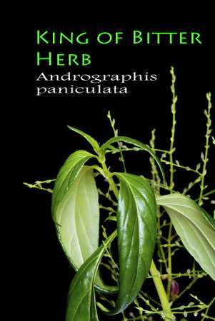 The King of Bitter Herb - Andrographis paniculataの写真素材