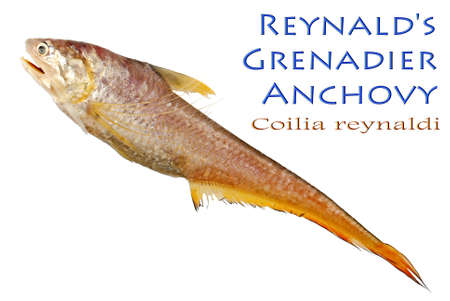 Reynald's Grenadier Anchovy â Coilia reynaldi, Valenciennes 1848の写真素材