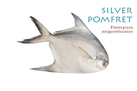 Silver Pomfret - Pampus argenteaus, Eupharasen 1788の写真素材