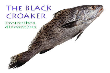Black Croaker - Protonibea diacanthus, LacepÃ¨de, 1802の写真素材