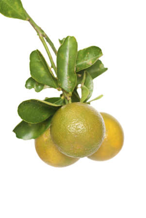 Ripening Calamansi Limesの写真素材