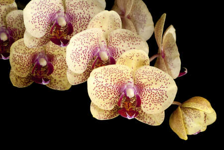 Spray of Golden Moth Orchidsの写真素材