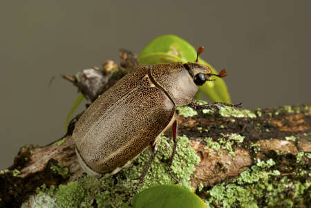 Brown Cockchafer - Holotrichia geilenkensriの写真素材